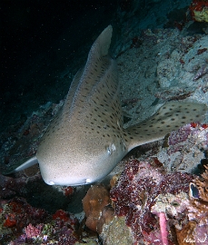Maldives 2021 - Requin leopard - Leopard shark - Stegostoma fasciatum - DSC00230_rc